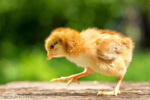 um pequeno frango marrom fica em um fundo de madeira, seguido por um fundo verde natural foto