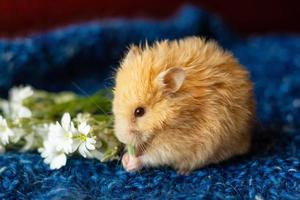 hamster fofo com flores sobre fundo azul foto