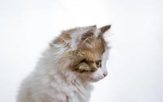 retrato de um gatinho engraçado em um fundo claro foto