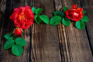 lindas rosas vermelhas em um fundo de madeira foto