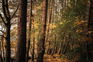 floresta de outono foto