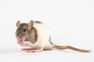 rato de mão decorativo em fundo branco foto