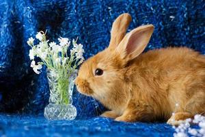 coelho fofo fofo de gengibre em um fundo azul com um buquê de flores foto
