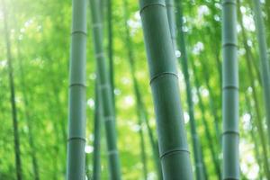 floresta de bambu foto