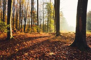 floresta de outono foto