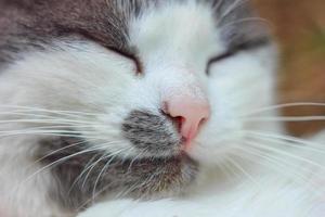 retrato bonito de um gato close-up foto
