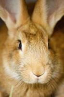 focinho close-up de um coelho vermelho fofo engraçado foto