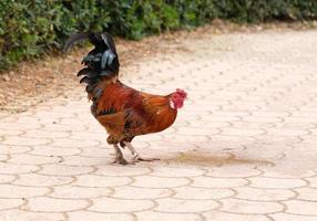 lindos galos coloridos de galinhas domésticas em uma pequena fazenda de quintal na zona rural. o galo bebe água de uma poça. foto