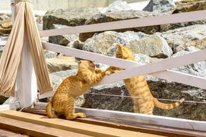 dois gatinhos amarelos brincando lá fora. dois gatos brigam e brincam em pedra foto