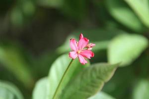 uma flor vermelha de folhas de algodão está florescendo no galho e desfocar o fundo das folhas verdes, outro nome é pinhão-manso ou pinhão-manso picante. foto