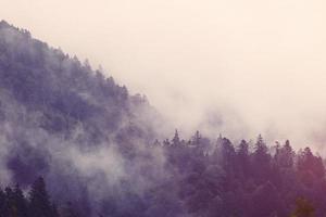 nevoeiro na floresta