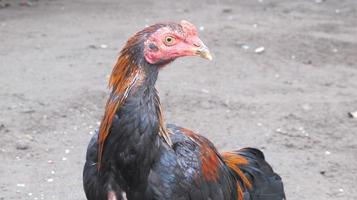 ayam kampung, galo grande foto