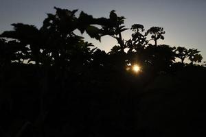 sol em matagais. pôr do sol na natureza. silhuetas de plantas. foto