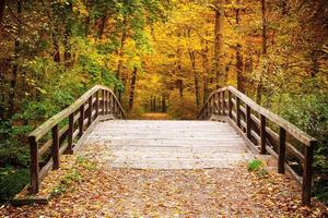 ponte na floresta de outono