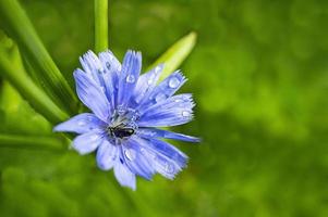 flor de chicória em pingos de chuva com uma abelha em um fundo verde turva. espaço de cópia foto