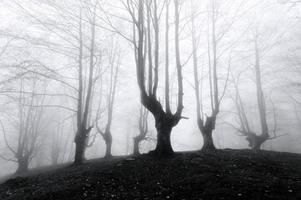 floresta com árvores assustadoras foto