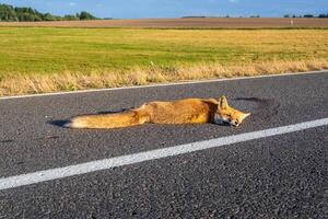 raposa vermelha morta na estrada. problema da ausência de obstáculos nas estradas de alta velocidade foto