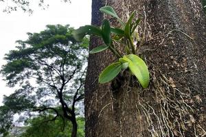 orquídeas crescem naturalmente. agarrado a uma grande árvore com muitas raízes aéreas na bela natureza verdejante. foto