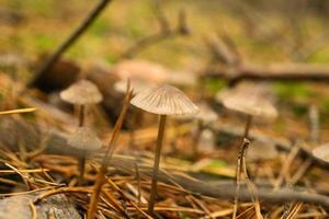 um grupo de pequenos cogumelos de filigrana, no chão da floresta em luz suave. tiro macro foto