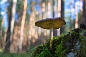 um pequeno cogumelo de filigrana no chão da floresta em luz suave. natureza de tiro macro foto