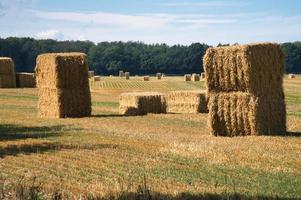 fardos de palha em um campo de trigo colhido. suprimento de comida. agricultura para alimentar a humanidade foto