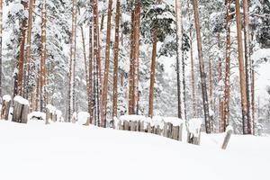floresta de inverno russo na neve