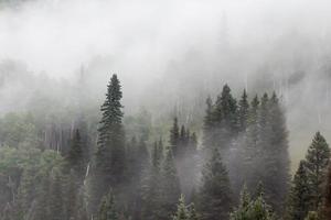 As copas das árvores de pinheiros surgem em meio à névoa densa