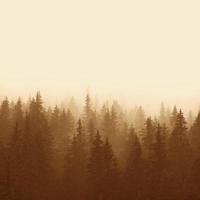 paisagem em sépia - floresta de pinheiros foto