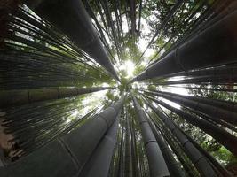 olhando para uma floresta de bambu