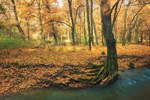 riacho fluindo na floresta colorida de outono foto
