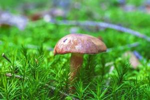 cogumelos da floresta crescendo em um musgo verde