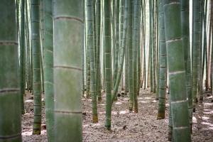 floresta de bambu no japão foto