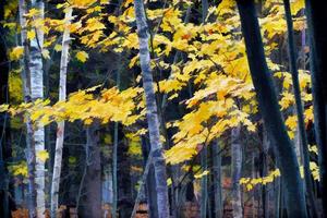 outono floresta de bétulas, efeito de tinta aquarela foto