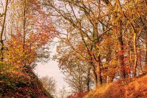 folhas de outono em um cenário de floresta foto