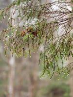 galhos de árvores molhados na floresta de inverno foto