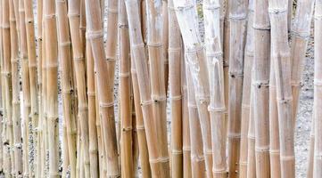 cerca floresta de bambu foto
