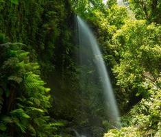 cachoeira laurisilva los tilos na floresta de louro la palma foto