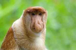 retrato de macaco-narigudo macho na área de conservação de kalimantan,  indonésia. endêmica de Bornéu. nariz de macaco enorme. 6603656 Foto de  stock no Vecteezy