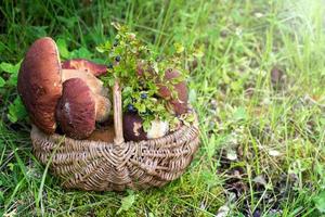 cogumelos brancos na cesta na floresta