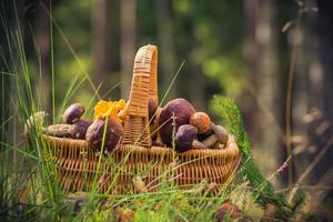 cesta de outono cogumelos comestíveis completos floresta foto