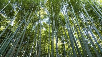 arashiyama mountain kyoto japão famoso ponto turístico para turistas com foto