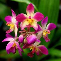flores de orquídea moídas na floresta tropical
