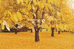 cerejeiras com folhas - tapete no outono foto