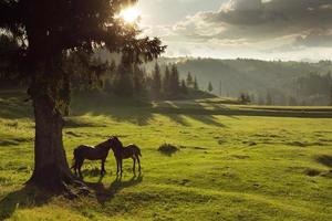 cavalos na floresta ao pôr do sol sob céu nublado foto