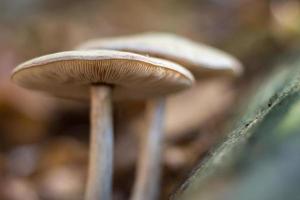 dois cogumelos na floresta de outono, fundo suave e desfocado foto