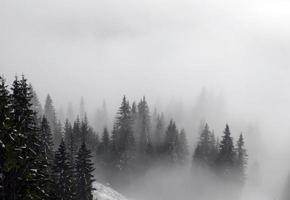 Bergwald im nebel foto