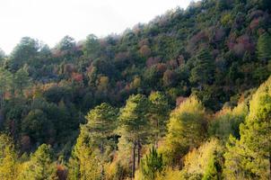 forêt aux couleurs d'automne foto