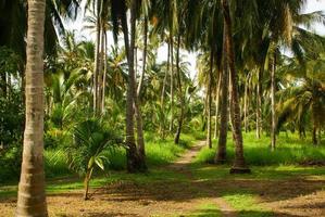 floresta de palmeiras verdes na mucura da ilha colombiana foto