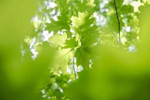 folhas verdes de carvalho foto