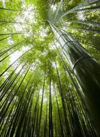 vistas da floresta de bambu
